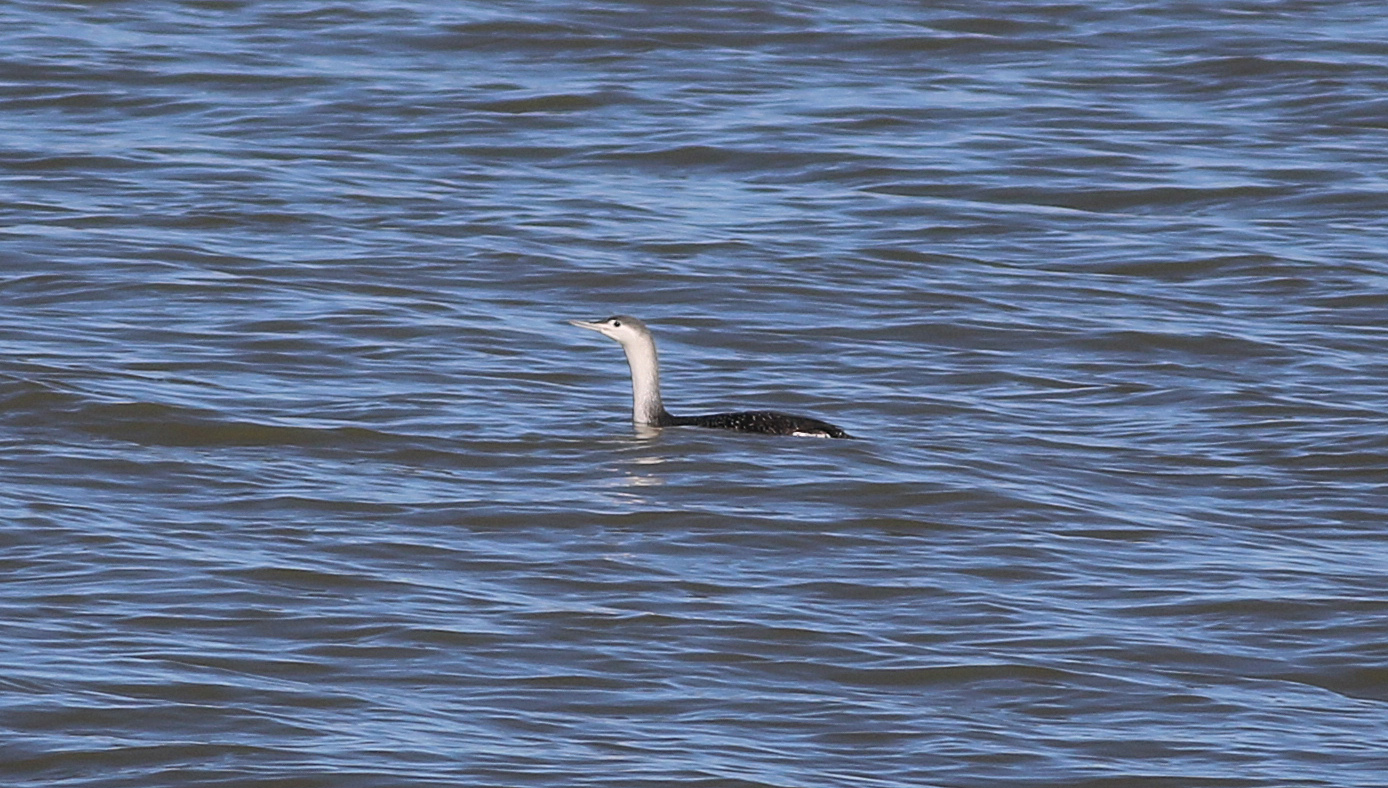 Red-throated Loon